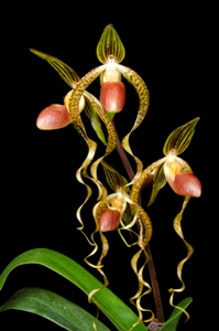 Paphiopedilum Chiu Hua Dancer 'Piedmont' HCC/AOS 75 pts.